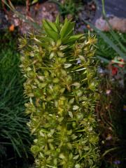 Chocholatice tečkovaná (Eucomis comosa (Houtt.) Wehrh.)