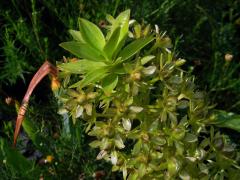 Chocholatice tečkovaná (Eucomis comosa (Houtt.) Wehrh.)