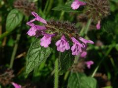 Klinopád obecný (Marulka klinopád) (Clinopodium vulgare L.)