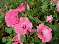 Slézovka trojklaná (Malope trifida Cav.)