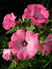 Slézovka trojklaná (Malope trifida Cav.)