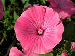 Slézovka trojklaná (Malope trifida Cav.)
