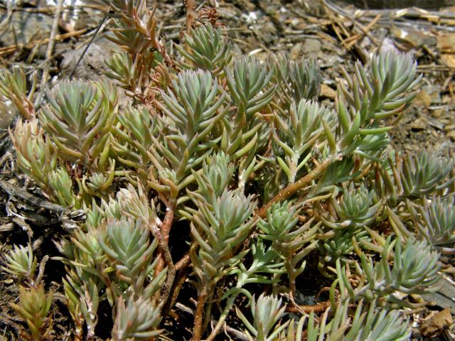 Rozchodník skalní (Sedum reflexum L.)