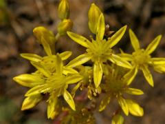 Rozchodník skalní (Sedum reflexum L.)