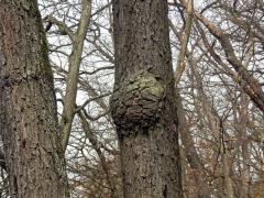 Nádor na dubu pýřitém (Quercus pubescens Willd.) (55)