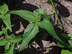 Kalanka  (Spigelia L.)