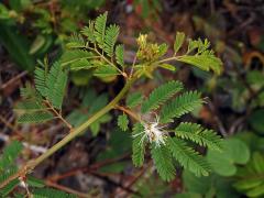 Sucholec (Desmanthus Willd.)