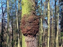 Nádor na dubu letním (Quercus robur L.) (56)