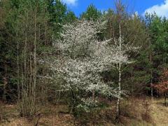 Slivoň obecná (Prunus insititia L.)