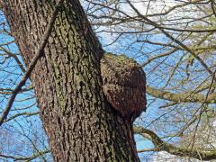 Tumor na olši lepkavé (Alnus glutinosa (L.) Gaertn.) (11c)