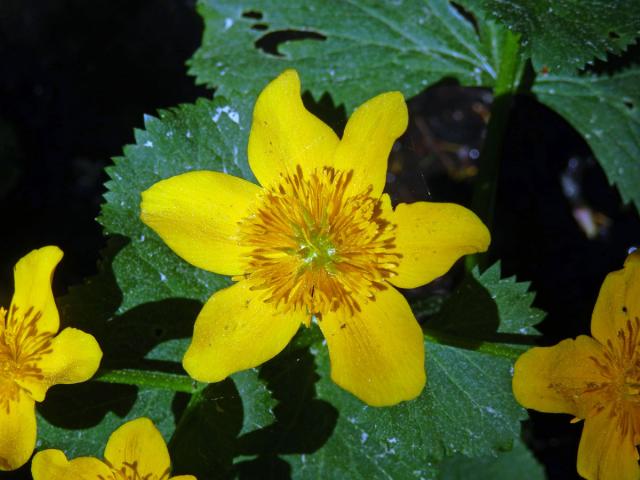 Blatouch bahenní (Caltha palustris L.), šestičetný květ (17)