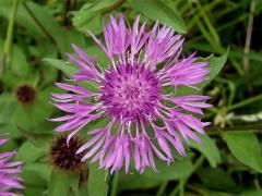 Chrpa parukářka (Centaurea pseudophrygia C. A. Meyer)