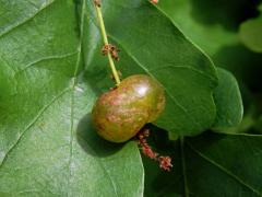 Hálky žlabatky hráškové (Neuroterus quercusbaccarum) - jarní generace, květy