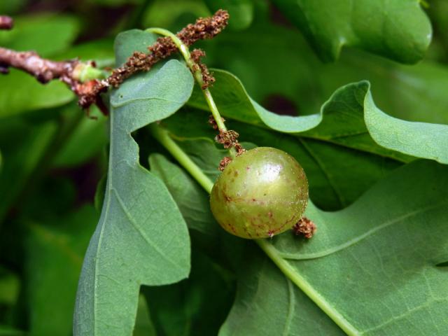 Hálky žlabatky hráškové (Neuroterus quercusbaccarum) - jarní generace, květy