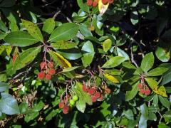 Planika velkoplodá (Arbutus unedo L.)