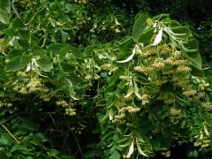 Lípa velkolistá (Tilia platyphyllos Scop.)