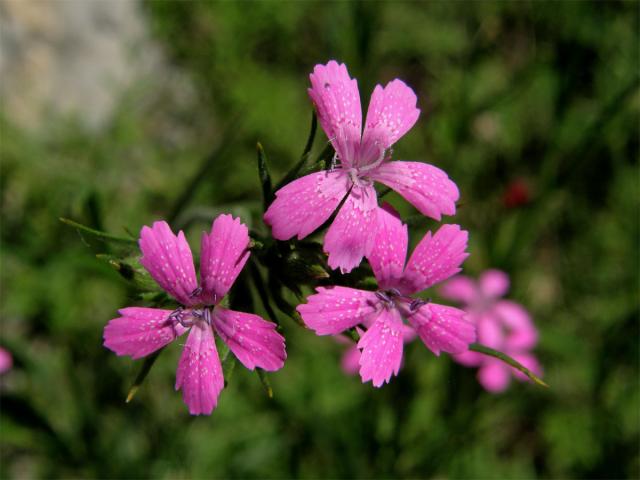 Hvozdík svazčitý (Dianthus armeria L.)