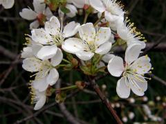 Třešeň višeň (Prunus cerasus L.)