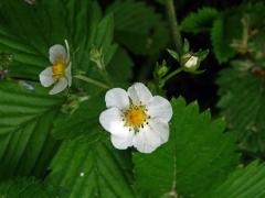 Jahodník obecný (Fragaria vesca L.), sedmičetný květ (3)