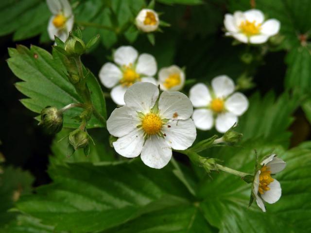 Jahodník obecný (Fragaria vesca L.), šestičetný květ (10)