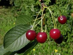 Třešeň višeň (Prunus cerasus L.)