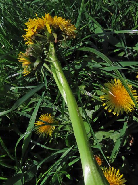 Smetánka lékařská (Taraxacum officinale L.) - fasciace stonku (34a)