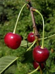 Třešeň višeň (Prunus cerasus L.)