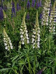 Lupina mnoholistá (Lupinus polyphyllus Lindl.) a bílými květy (2b)