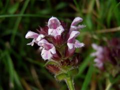 Černohlávek obecný (Prunella vulgaris L.) s růžovými květy (1)