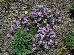Kuřinka (Spergularia fimbriata Boiss. et Reut.)