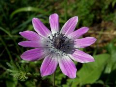 Sasanka hvězdovitá (Anemone hortensis L.)