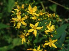 Třezalka horská (Hypericum montanum L.)   