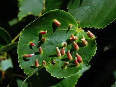 Hálky vlnovníka lipového (Eriophyes tiliae)