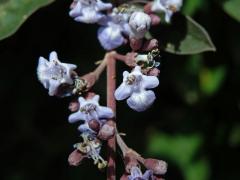 Drmek trojlistý (Vitex trifolia L.)