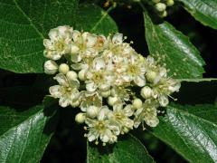 Jeřáb manětínský (Sorbus rhodanthera Kovanda)