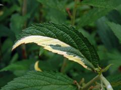 Chybění chlorofylu tavolníku japonského (Spiraea japonica L. fil.)