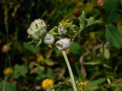 Hálky na rukvi obecné (Rorippa sylvestris (L.) Besser), původce neznámý 