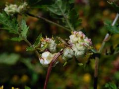 Hálky bejlomorky Dasineura sisymbriina rukvi obecné (Rorippa sylvestris (L.) Besser)