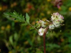 Hálky bejlomorky Dasineura sisymbriina rukvi obecné (Rorippa sylvestris (L.) Besser)