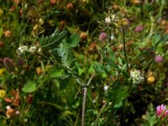 Hálky bejlomorky Dasineura sisymbriina rukvi obecné (Rorippa sylvestris (L.) Besser)