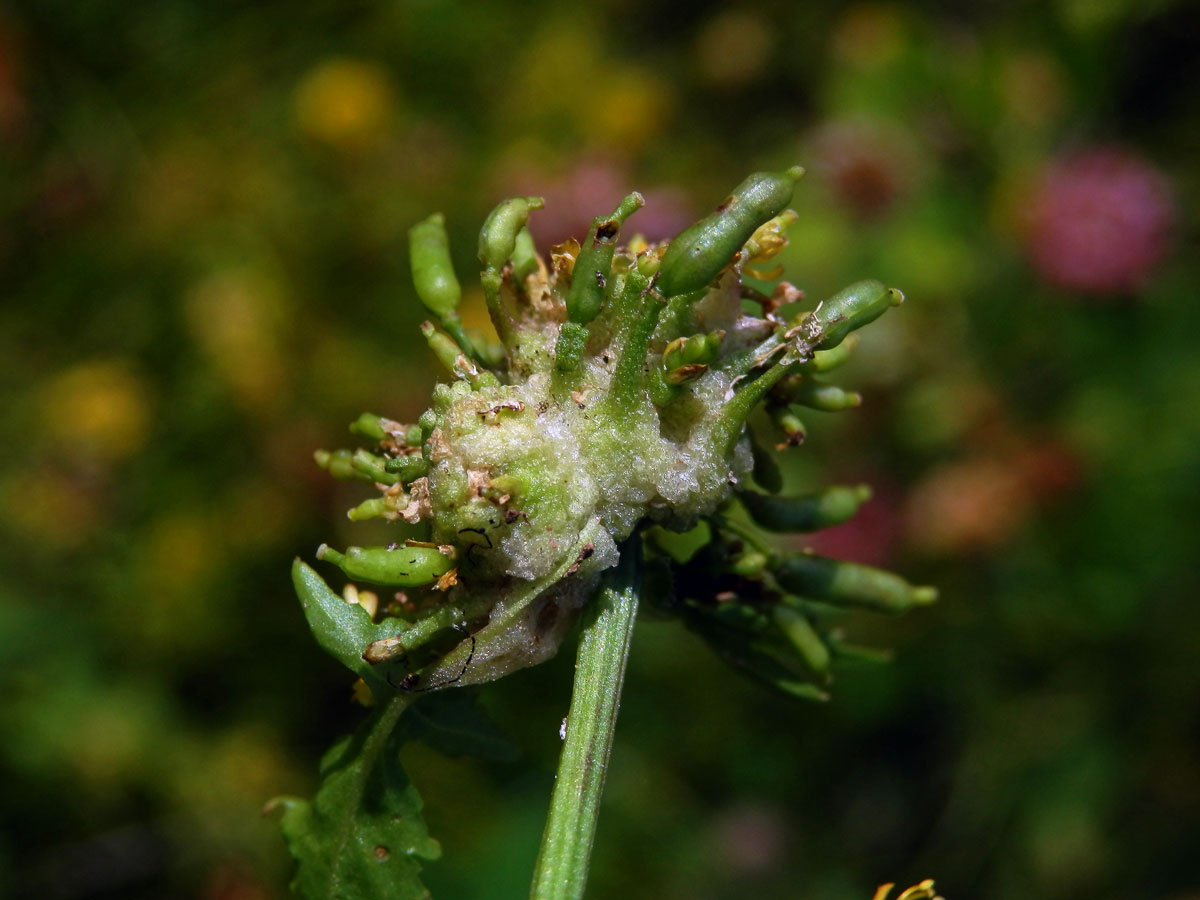 Hálky bejlomorky Dasineura sisymbriina rukvi obecné (Rorippa sylvestris (L.) Besser)