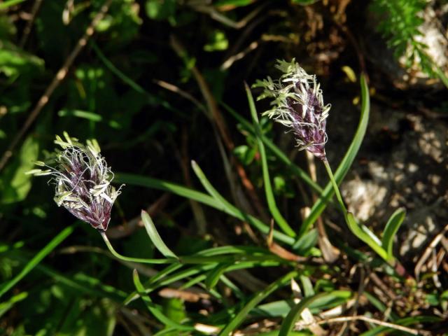 Pěchava tatranská (Sesleria tatrae (Degen) Deyl)