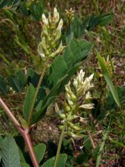 Kozinec (Astragalus L.)