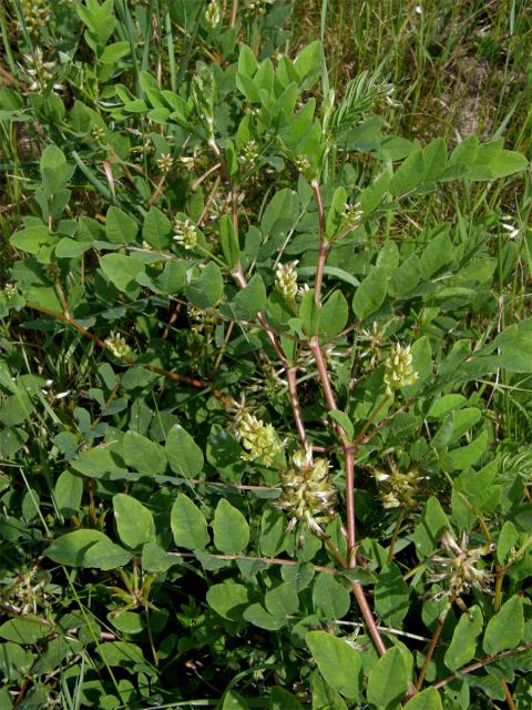 Kozinec sladkolistý (Astragalus glyciphyllos L.)