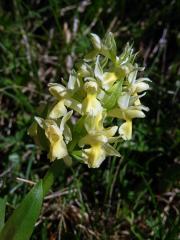 Prstnatec bezový (Dactylorhiza sambucina (L.) Soó)