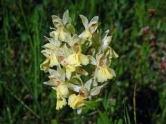 Prstnatec bezový (Dactylorhiza sambucina (L.) Soó)