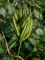 Kozinec sladkolistý (Astragalus glyciphyllos L.)