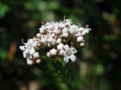 Kozlík dvoudomý (Valeriana dioica L.)