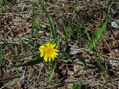 Hadí mord nízký (Scorzonera humilis L.)