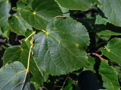 Hálky bejlomorky Dasineura tiliae na okraji listu lípy srdčité (Tilia cordata Mill.)